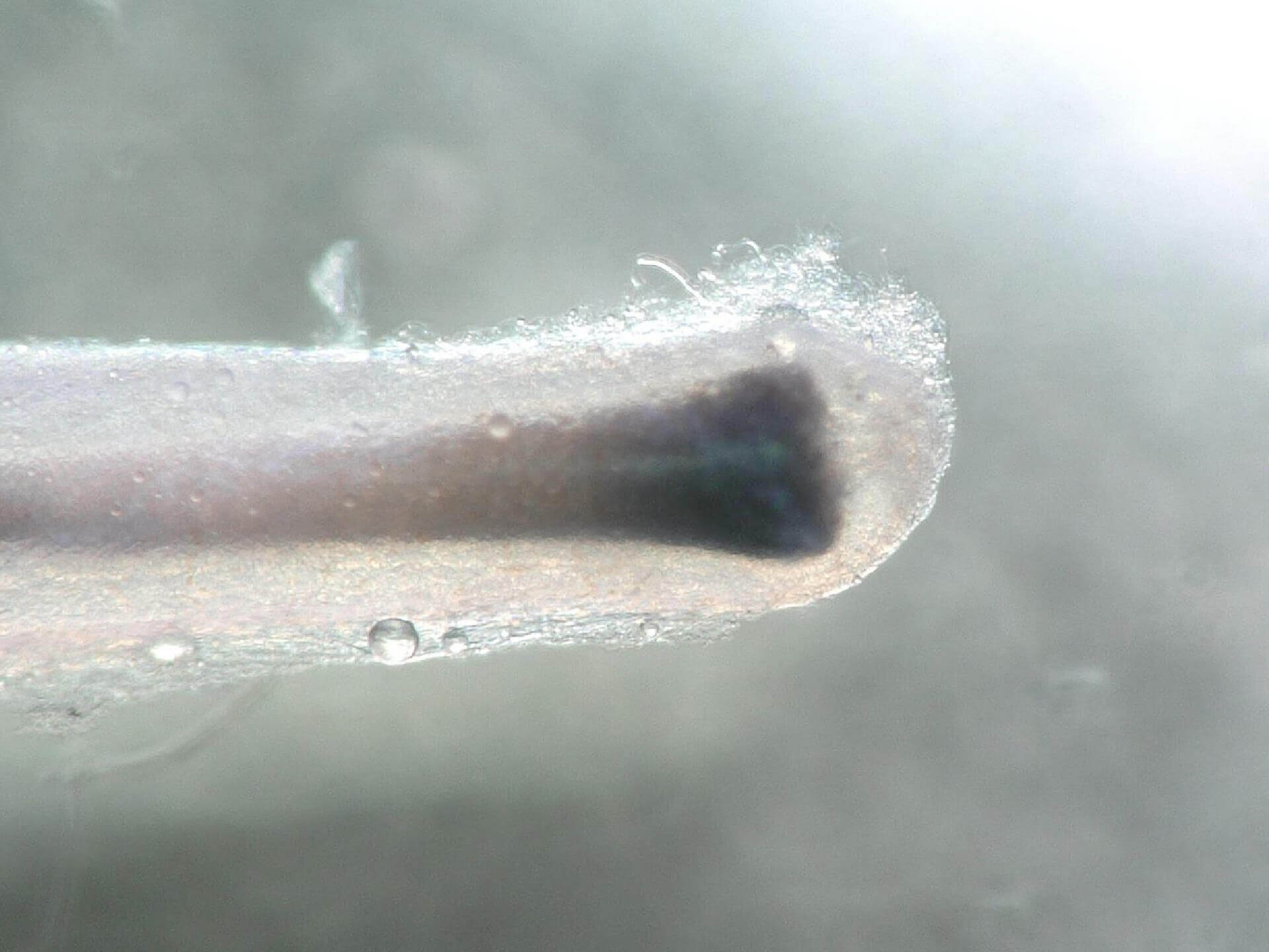 Macroscopic image of a microdissected anagen VI hair follicle
