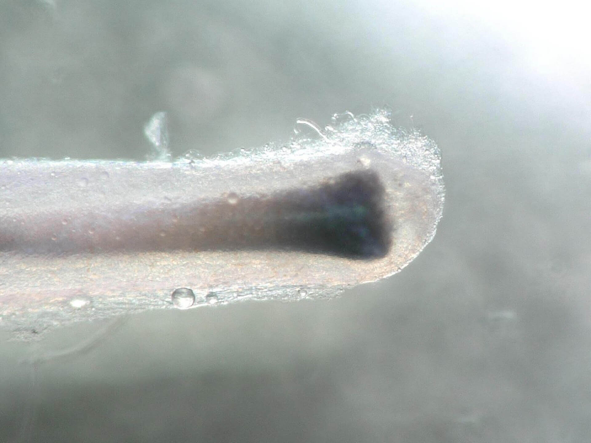 Human hair follicle organ culture - Monasterium Laboratory Human hair follicle organ culture - Monasterium Laboratory