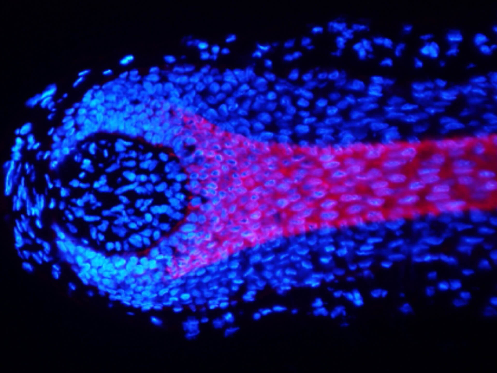 Human hair follicle organ culture - Monasterium Laboratory Human hair follicle organ culture - Monasterium Laboratory
