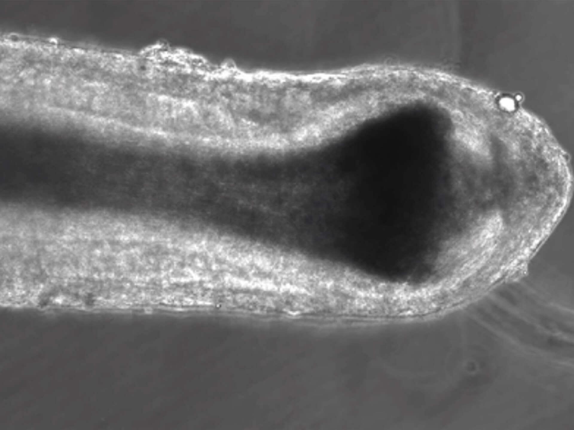 microdissected anagen VI hair follicle during ex vivo organ culture