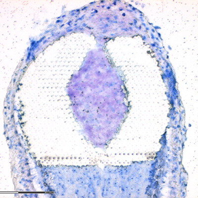 Analysis of selected compartments